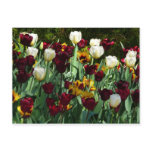 Maroon and Yellow Tulips Colorful Floral Postcard
