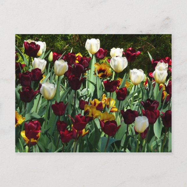 Maroon and Yellow Tulips Colorful Floral Postcard (Front)