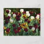Maroon and Yellow Tulips Colorful Floral Postcard