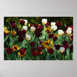 Maroon and Yellow Tulips Colorful Floral Poster