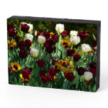 Maroon and Yellow Tulips Colorful Floral Wooden Box Sign