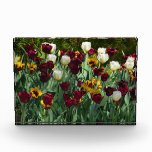 Maroon and Yellow Tulips Photo Block