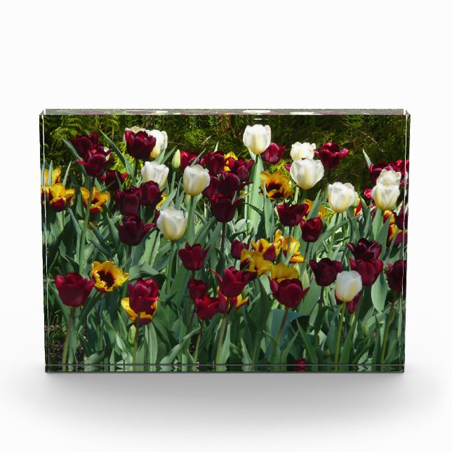 Maroon and Yellow Tulips Photo Block (Front)