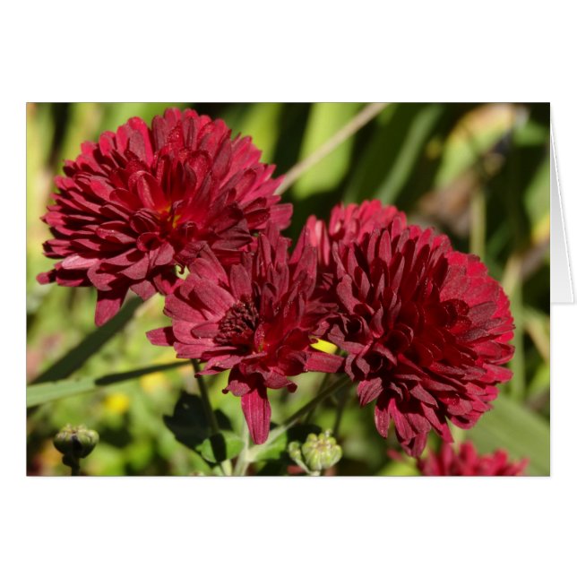 Maroon Chrysanthemums Cards (Front Horizontal)