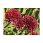 Maroon Chrysanthemums Postcard