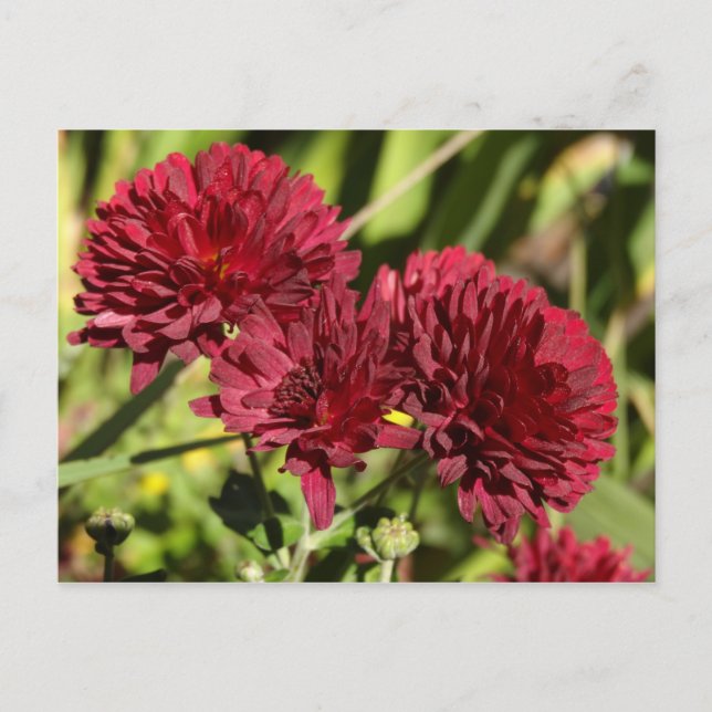Maroon Chrysanthemums Postcard (Front)