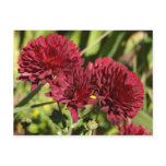 Maroon Chrysanthemums Postcard