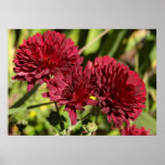 Maroon Chrysanthemums Poster