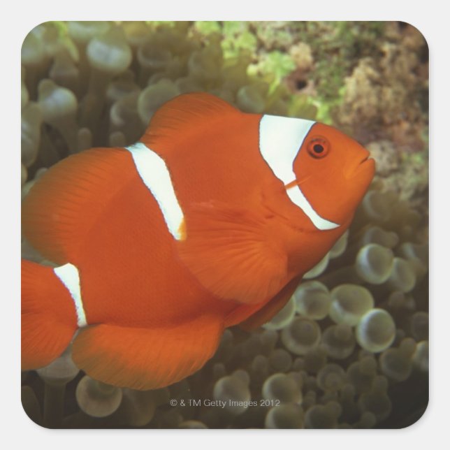 Maroon clownfish with sea anemone square sticker (Front)