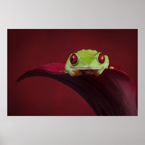 Maroon eyed Gliding tree frog Poster