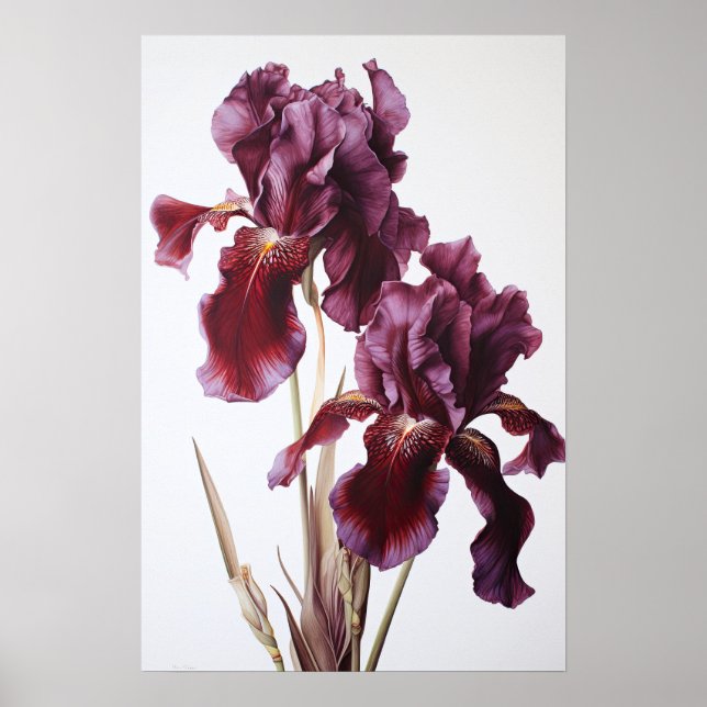 Maroon Irises Flower Art Print Poster (Front)