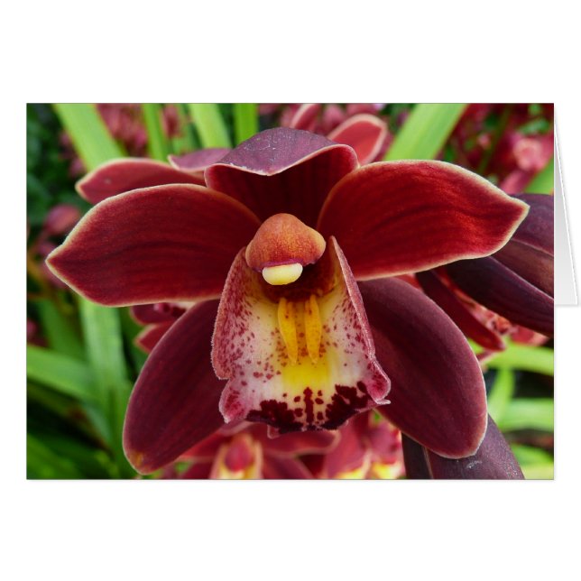 Maroon Orchids I Beautiful Red Floral (Front Horizontal)