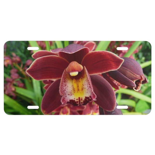 Maroon Orchids I Beautiful Red Floral License Plate (Front)