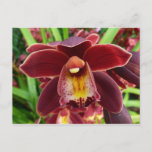 Maroon Orchids I Beautiful Red Floral Postcard