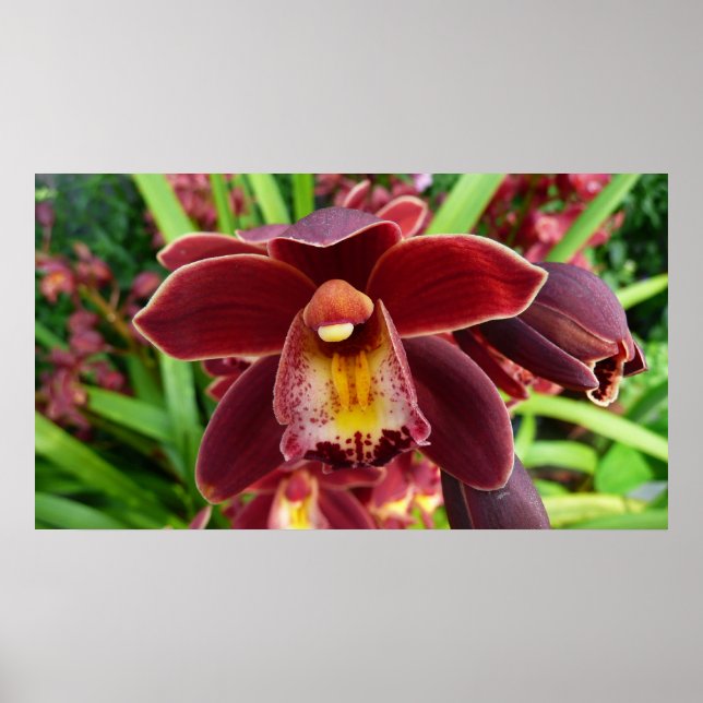 Maroon Orchids I Beautiful Red Floral Poster (Front)