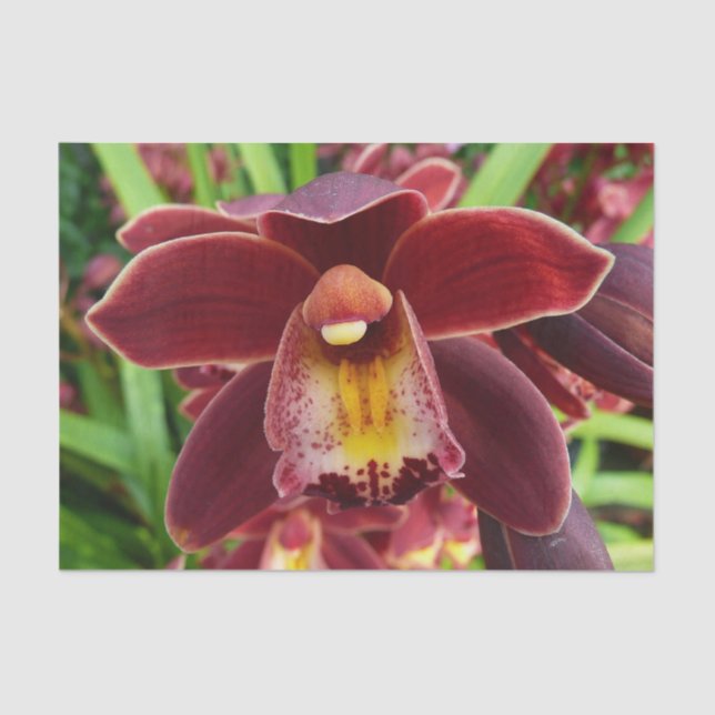 Maroon Orchids I Beautiful Red Floral Tissue Paper (Front)