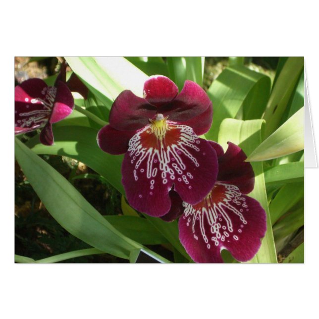 Maroon Orchids II Elegant Floral Cards (Front Horizontal)