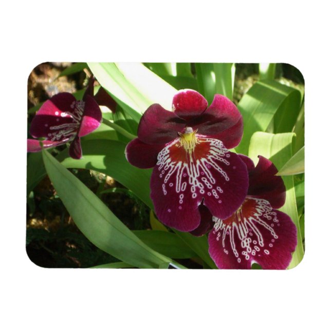 Maroon Orchids II Elegant Floral Magnet (Horizontal)