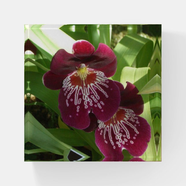 Maroon Orchids II Elegant Floral Paperweight (Front)