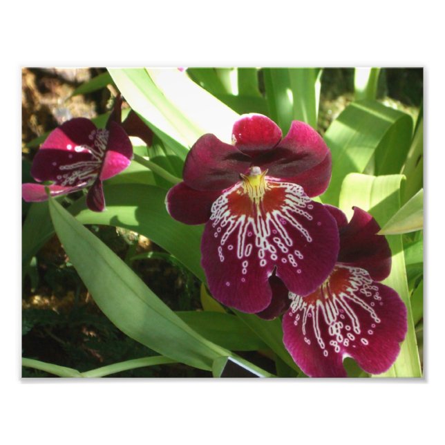 Maroon Orchids II Elegant Floral Photo Print (Front)