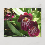 Maroon Orchids II Elegant Floral Postcard