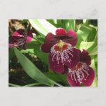 Maroon Orchids II Elegant Floral Postcard