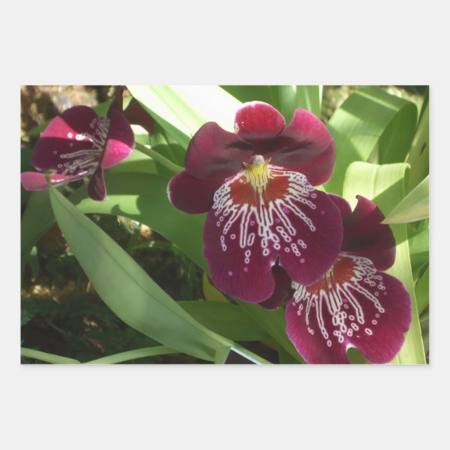 Maroon Orchids II Elegant Floral Wrapping Paper Sheets (Front)