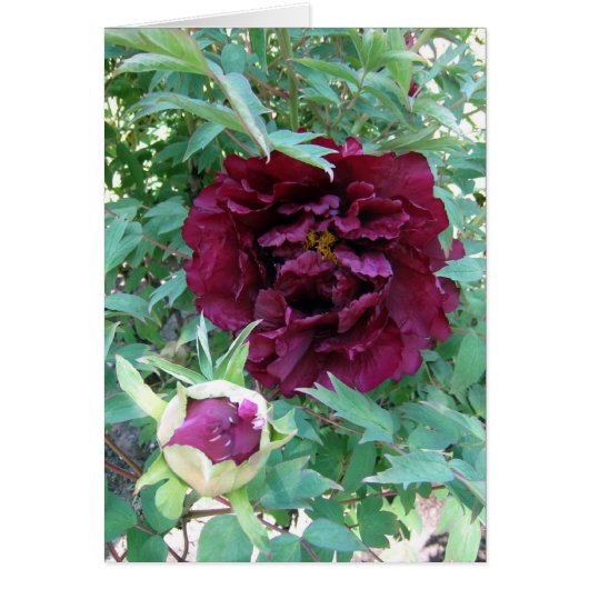Maroon Peonies Cards (Front)