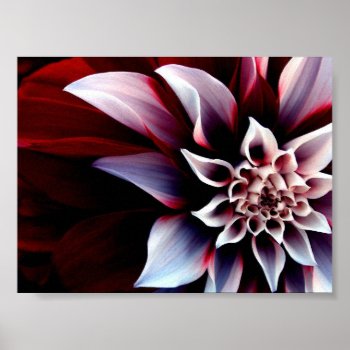 Maroon Poster by EnKore at Zazzle