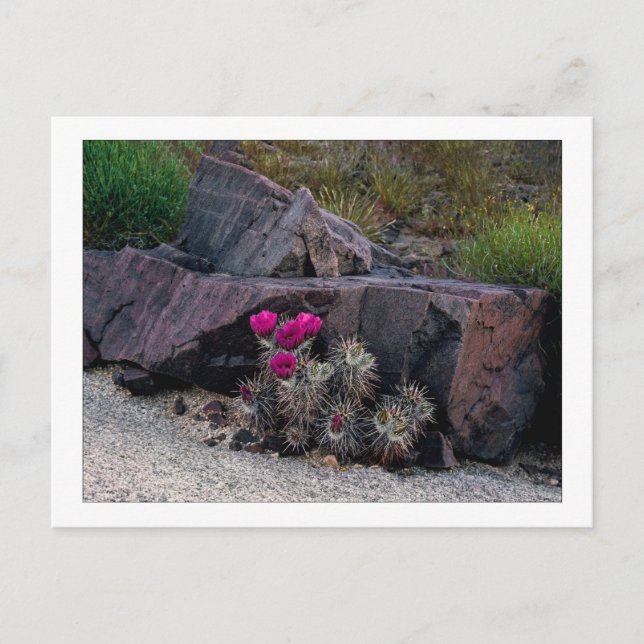 " Marooned On A Bloom " Postcard (Front)
