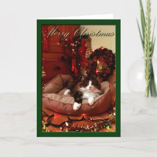 Marry Christmas, christmas, cat Holiday Card
