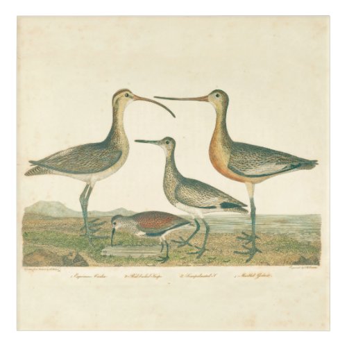 Marsh Bird Curlew Snipe Birding Acrylic Print