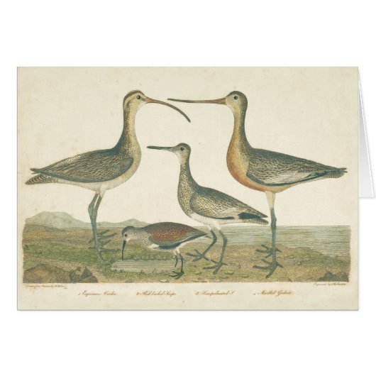 Marsh Bird Curlew Snipe Birding Cards (Front Horizontal)