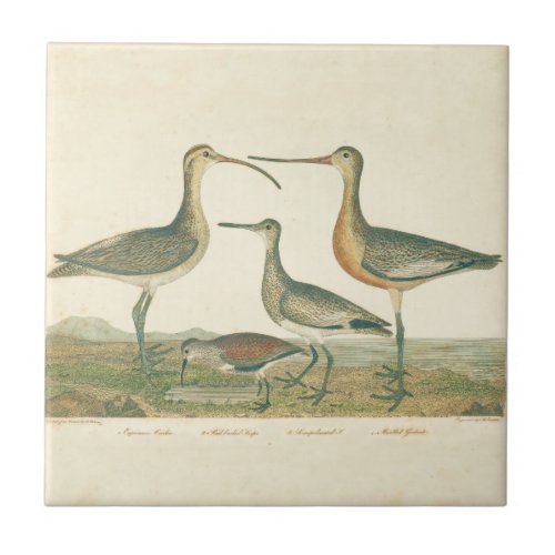Marsh Bird Curlew Snipe Birding Ceramic Tile