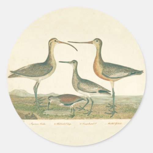 Marsh Bird Curlew Snipe Birding Classic Round Sticker