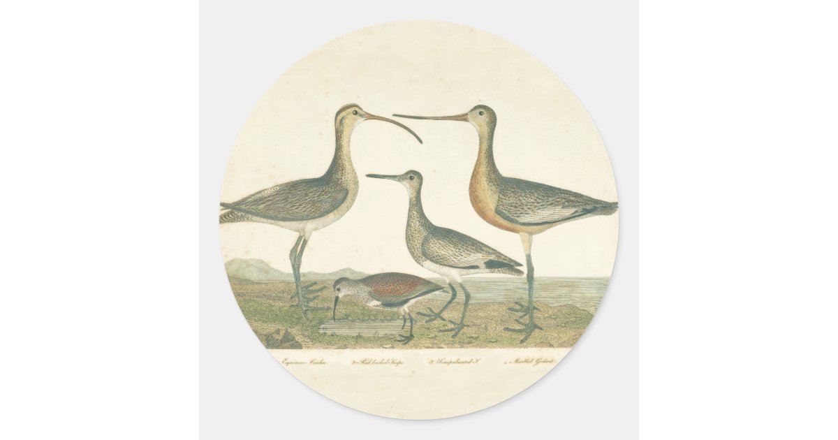 Marsh Bird Curlew Snipe Birding Classic Round Sticker | Zazzle