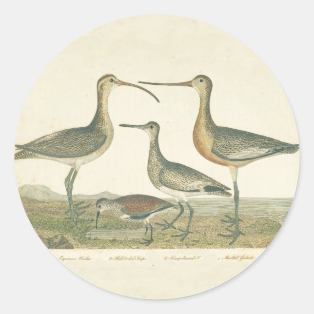Marsh Bird Curlew Snipe Birding Classic Round Sticker (Front)