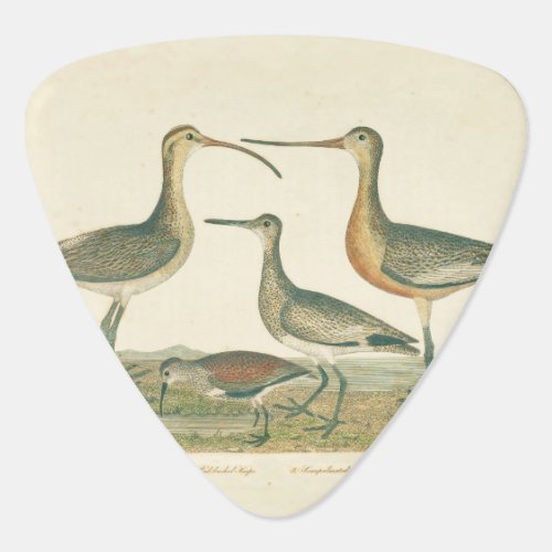 Marsh Bird Curlew Snipe Birding Guitar Pick