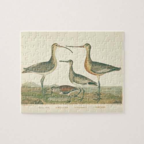 Marsh Bird Curlew Snipe Birding Jigsaw Puzzle