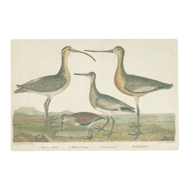 Marsh Bird Curlew Snipe Birding Placemat (Front)