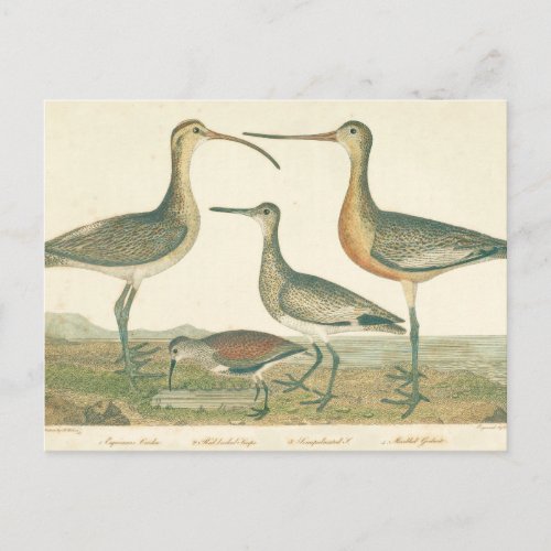 Marsh Bird Curlew Snipe Birding Postcard