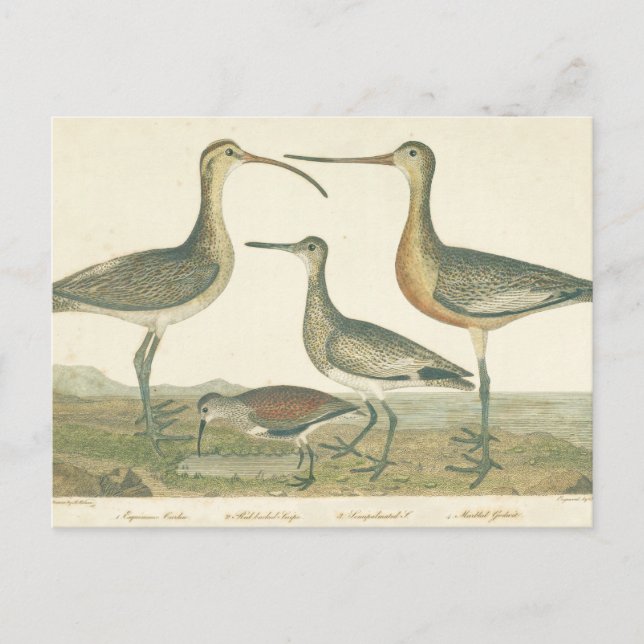 Marsh Bird Curlew Snipe Birding Postcard (Front)