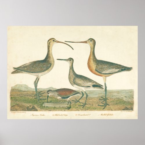 Marsh Bird Curlew Snipe Birding Poster