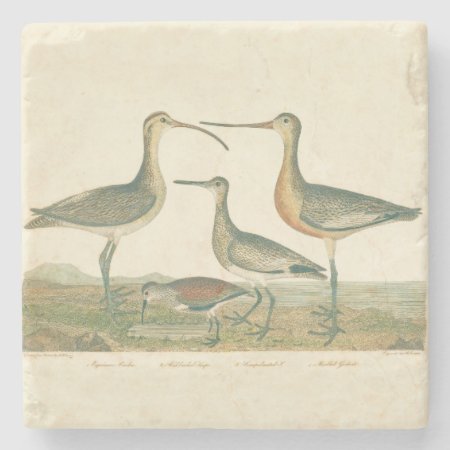 Marsh Bird Curlew Snipe Birding Stone Coaster