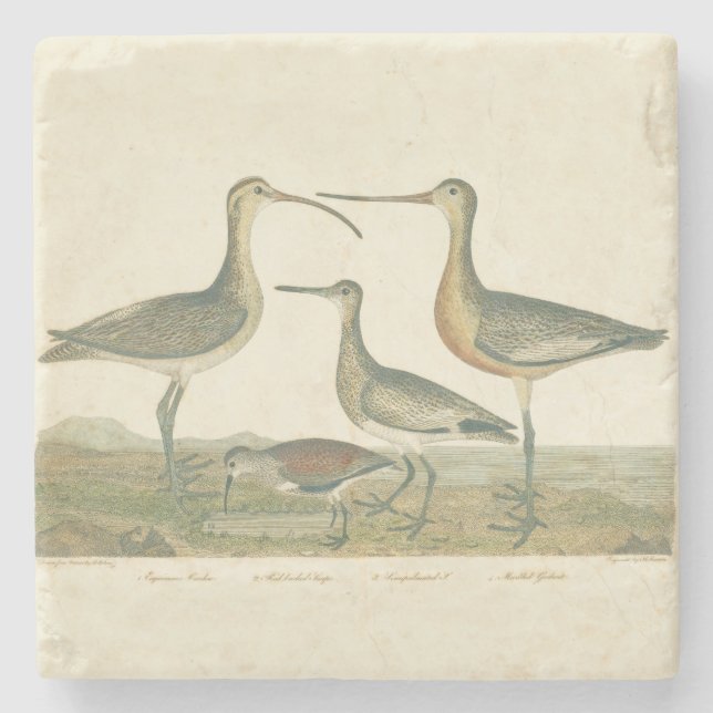 Marsh Bird Curlew Snipe Birding Stone Coaster (Front)