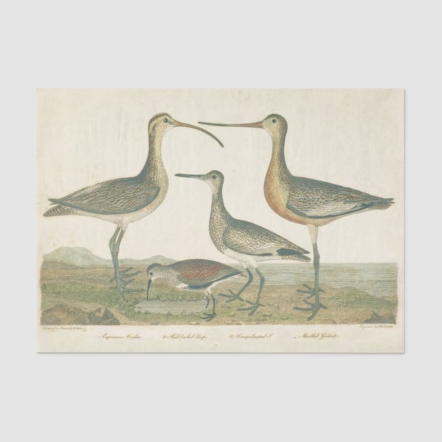 Marsh Bird Curlew Snipe Birding Tissue Paper (Front)