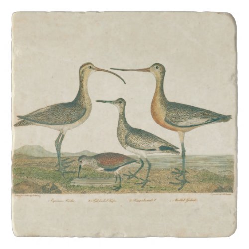 Marsh Bird Curlew Snipe Birding Trivet