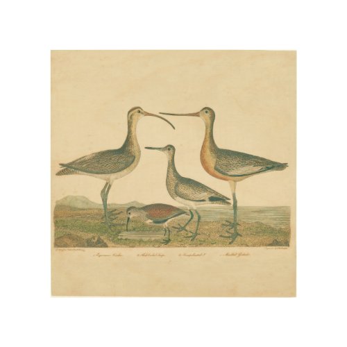 Marsh Bird Curlew Snipe Birding Wood Wall Decor