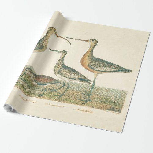 Marsh Bird Curlew Snipe Birding Wrapping Paper