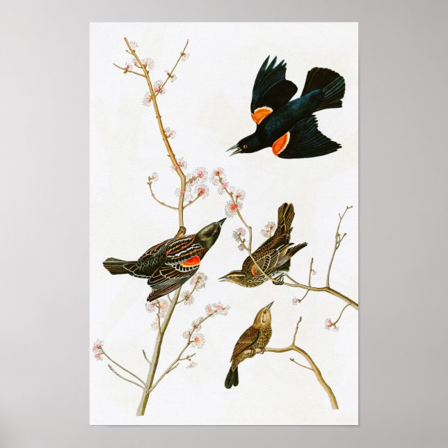 Marsh Blackbird John Audubon Birds of America Poster (Front)